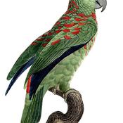 Festive Parrot
